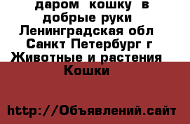 даром. кошку. в добрые руки - Ленинградская обл., Санкт-Петербург г. Животные и растения » Кошки   